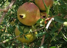 رمان الجبل الأخضر رمان الجبل الأخضر