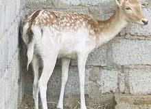 لهواة تربية ( الغزلان ) متوفر غزلان فلودير ( الآيل الاسمر ) للبيع لهواة تربية ( الغزلان ) متوفر غزلان فلودير ( الآيل الاسمر ) للبيع