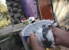 حمامه مخلفه للبيع ضخمه حمامه مخلفه للبيع ضخمه