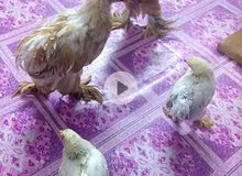 دجاج كوشن وزوج برهما دجاج كوشن وزوج برهما