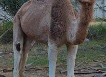 ناقه مهريه ربي يبارك. ناقه مهريه ربي يبارك.