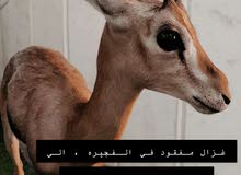 مفقود غزال مفقود غزال