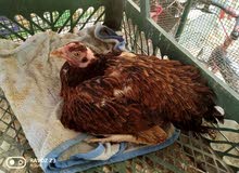 pakistani hen pakistani hen