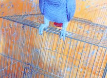 كاسكو افريقي كاسكو افريقي