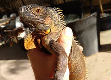 Orange Iguana Orange Iguana