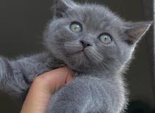 British shorthair kittens (Including passport, vaccination & deworming)
