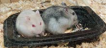 hamster for sale hamster for sale