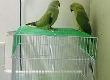 PAIR INDIAN RING NECK (MALE FEMALE) PAIR INDIAN RING NECK (MALE FEMALE)