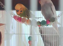 Pair of Budgies for sale Pair of Budgies for sale