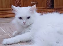 قطه نظيفه للبيع قطه نظيفه للبيع