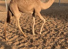 قعود حوار تحت امه للبيع يصلح للسباق ويصلح للذبح قعود حوار تحت امه للبيع يصلح للسباق ويصلح للذبح