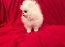 HEALTHY POMERNIAN FOR SALE HEALTHY POMERNIAN FOR SALE