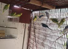 Budgie Love birds Budgie Love birds
