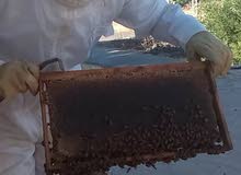 عسل طبيعي من خيرات بلاد الشام عسل طبيعي من خيرات بلاد الشام