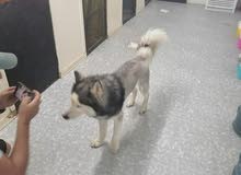 wooly husky 1 year and 3 months wooly husky 1 year and 3 months