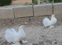 زوج عرايس للبيع او مراوس زوج عرايس للبيع او مراوس