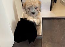 Maltese mix shitzuh Maltese mix shitzuh