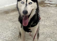 Pure blue eyes husky for STUD mating Pure blue eyes husky for STUD mating