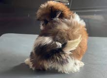 SHIHTZU IMPORTED SHIHTZU IMPORTED