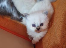 himalayan kittens himalayan kittens