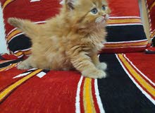 ragdoll kitten pure ragdoll kitten pure