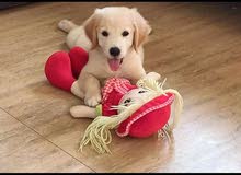 Golden retriever Golden retriever
