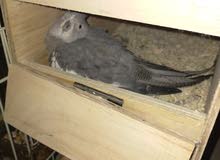 Cockatiel Breeding pair Cockatiel Breeding pair
