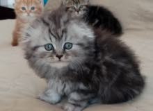 Lovely Scottish Kittens 6 Weeks Fold & Straight