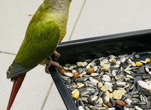 conure conure