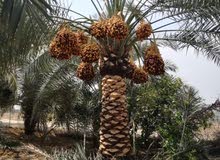بيع نخيل بجميع انواعه بأسعار ممتازة بيع نخيل بجميع انواعه بأسعار ممتازة