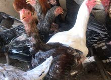 ديوك ودجاج باكستانى اصلى بيور اسعار مختلفه حسب العمر ديوك ودجاج باكستانى اصلى بيور اسعار مختلفه حسب العمر