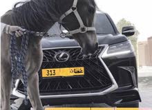مطلوب رقم 313 مطلوب رقم 313
