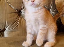 top quality Scottish straight and British shorthair kittens top quality Scottish straight and British shorthair kittens