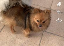Male pomeranian, 1 years Male pomeranian, 1 years