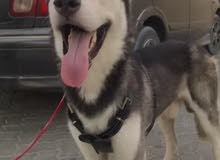 Blue eyes husky for mating Blue eyes husky for mating