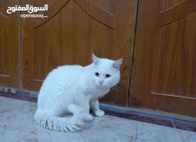 قط ب 75 الف قط ب 75 الف