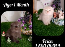 Scottish Fold Kittens Scottish Fold Kittens