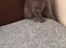 half british shorthair half Scottish fold half british shorthair half Scottish fold