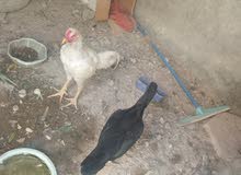 دجاج هندي دجاج هندي