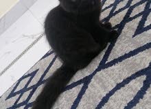 شيرازي شيرازي