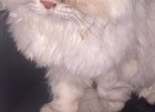 peke face cat peke face cat