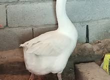 ذكر وز بلغاري للبيع البصره كرمه علي الخيط التواصل ع واتساب ذكر وز بلغاري للبيع البصره كرمه علي الخيط التواصل ع واتساب