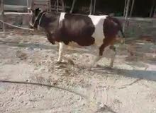 بقرة للبيع بقرة للبيع