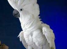 مطلوب كوكاتو امبريلا wanted cockato umbrella مطلوب كوكاتو امبريلا wanted cockato umbrella