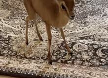 غزل الدماني للبيع العمر اسبوعين متعلم على المرضعه غزل الدماني للبيع العمر اسبوعين متعلم على المرضعه