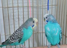 Pair of Budgies for sale
