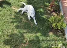 Femal Labrador retriever Femal Labrador retriever