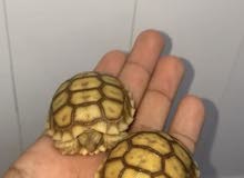 سلاحف سلكاتا سلاحف سلكاتا