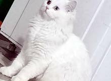 بزونة اليفة بزونة اليفة
