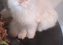 قطه شيرازى قطه شيرازى